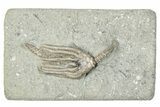 Fossil Crinoid (Macrocrinus) - Crawfordsville, Indiana #291750-1